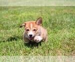 Small #9 Pembroke Welsh Corgi