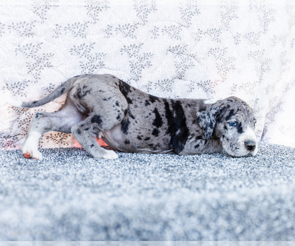 Medium Photo #25 Great Dane Puppy For Sale in WAKARUSA, IN, USA