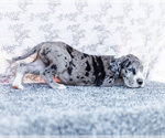 Small #6 Great Dane