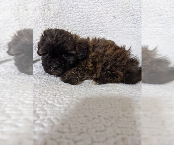 Medium Photo #2 ShihPoo Puppy For Sale in MCMINNVILLE, TN, USA