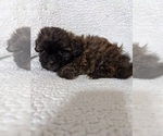 Small Photo #2 ShihPoo Puppy For Sale in MCMINNVILLE, TN, USA