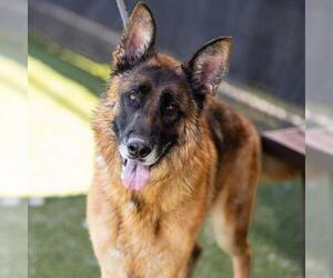 German Shepherd Dog Dogs for adoption in Camarillo, CA, USA