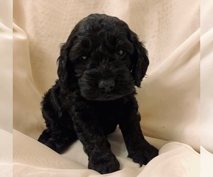 Cock-A-Poo Puppy for sale in NEW PARIS, IN, USA