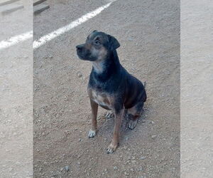 Mutt Dogs for adoption in Golden Valley, AZ, USA