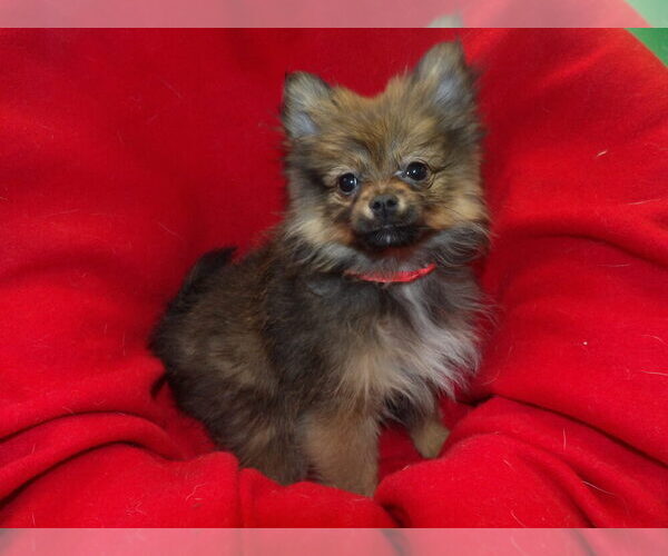 Medium Photo #7 Pomeranian Puppy For Sale in PATERSON, NJ, USA