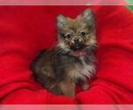 Small Photo #7 Pomeranian Puppy For Sale in PATERSON, NJ, USA