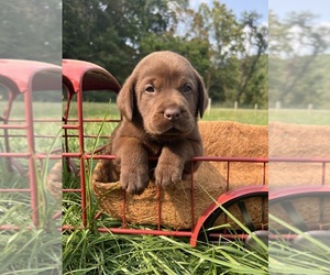 Labrador Retriever Puppy for sale in NEOLA, WV, USA