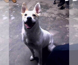 Mutt Dogs for adoption in Tallahassee, FL, USA
