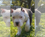 Small Photo #7 American Bully Puppy For Sale in JACKSONVILLE, FL, USA