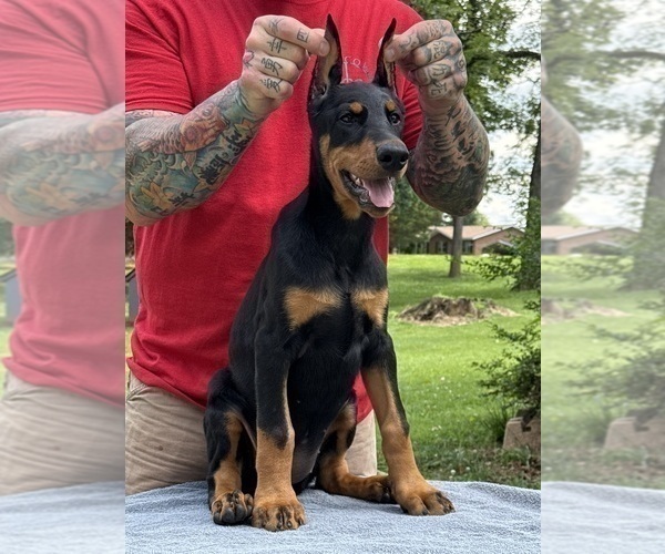 Medium Photo #8 Doberman Pinscher Puppy For Sale in NEWTON, NC, USA
