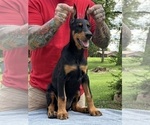 Small #7 Doberman Pinscher