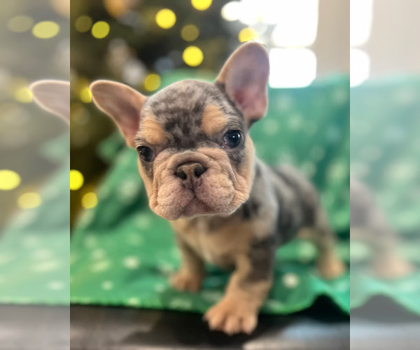 Medium Photo #1 French Bulldog Puppy For Sale in SACRAMENTO, CA, USA