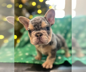 French Bulldog Puppy for sale in SACRAMENTO, CA, USA
