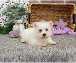 Small #4 Poodle (Toy)-West Highland White Terrier Mix