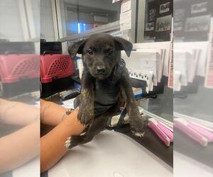 German Shepherd Dog-Unknown Mix Dogs for adoption in Stockton, CA, USA