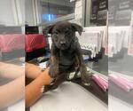 Small German Shepherd Dog Mix