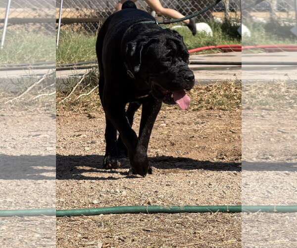 Medium Photo #7 Mutt Puppy For Sale in Goodyear, AZ, USA
