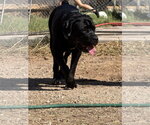 Small Photo #7 Mutt Puppy For Sale in Goodyear, AZ, USA