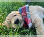 Small Photo #9 Golden Retriever Puppy For Sale in ARVADA, CO, USA