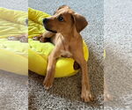 Small #3 Mutt