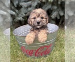 Small #2 Shorkie Tzu