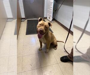 American Pit Bull Terrier Dogs for adoption in Stockton, CA, USA