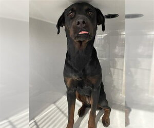 Rottweiler Dogs for adoption in Houston, TX, USA