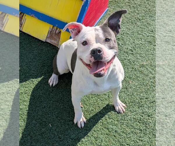 Medium Photo #11 Bulldog-Unknown Mix Puppy For Sale in Rockwall, TX, USA