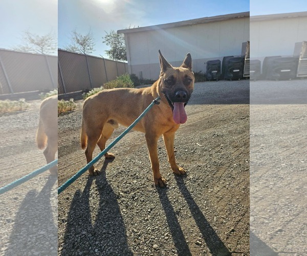 Medium Photo #1 Mutt Puppy For Sale in El Centro, CA, USA