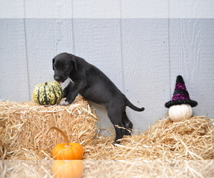 Irish Dane Puppy for sale in CALDWELL, ID, USA