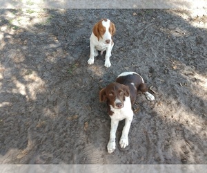 Brittany Puppy for sale in FORT MC COY, FL, USA