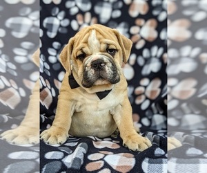 Olde English Bulldogge Puppy for sale in OXFORD, PA, USA