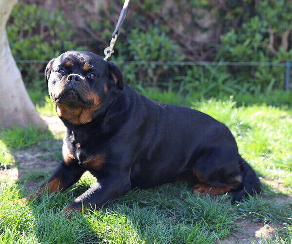 Medium Photo #14 Rottweiler Puppy For Sale in LOS ANGELES, CA, USA