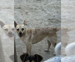 Small #4 Chihuahua Mix