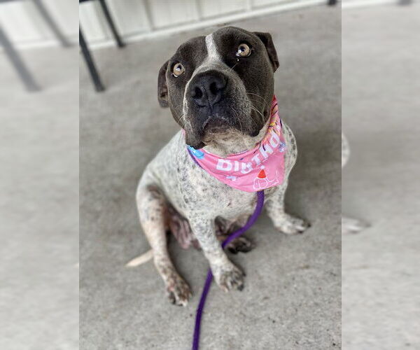 Medium Photo #1 American Pit Bull Terrier-Unknown Mix Puppy For Sale in Conroe, TX, USA