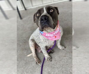 American Pit Bull Terrier-Unknown Mix Dogs for adoption in Conroe, TX, USA