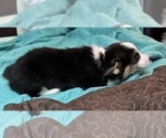 Small #23 Pembroke Welsh Corgi