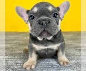 French Bulldog Puppy for sale in LOS ANGELES, CA, USA