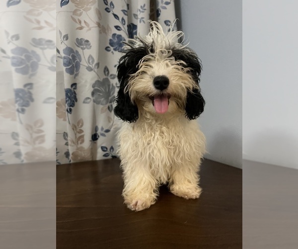 Medium Photo #24 Cavapoo-Poodle (Miniature) Mix Puppy For Sale in DURHAM, CT, USA
