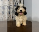Small #23 Cavapoo-Poodle (Miniature) Mix