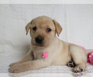 Labrador Retriever Puppy for sale in SHILOH, OH, USA