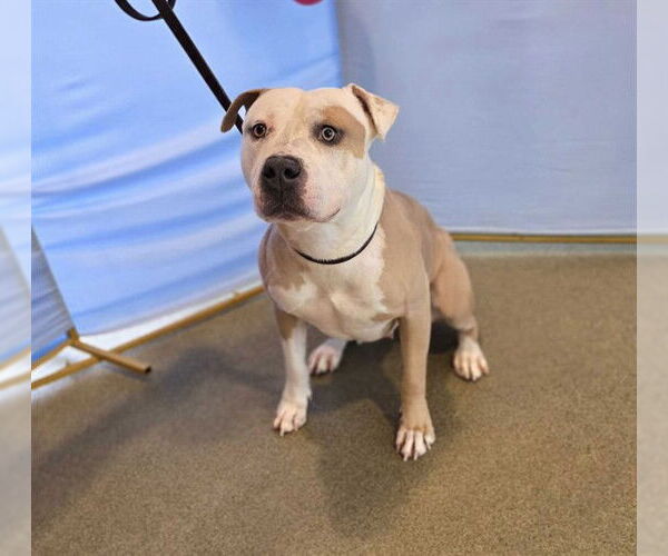 Medium Photo #1 Mutt Puppy For Sale in Ogden, UT, USA