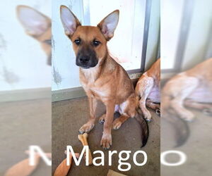 Red Heeler-Unknown Mix Dogs for adoption in Mountain View, AR, USA