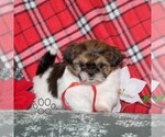 Small #4 Shih Tzu