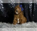 Small Photo #107 Goldendoodle (Miniature) Puppy For Sale in WARSAW, IN, USA