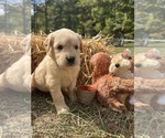 Image preview for Ad Listing. Nickname: AKC Golden Retr
