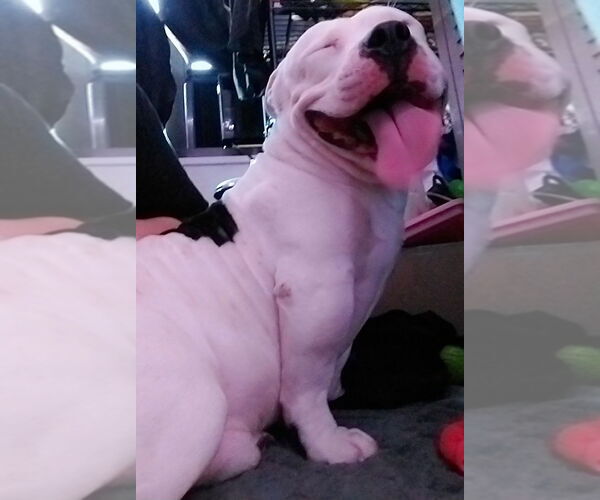 Medium Photo #6 Bulldog-Staffordshire Bull Terrier Mix Puppy For Sale in Rootstown, OH, USA