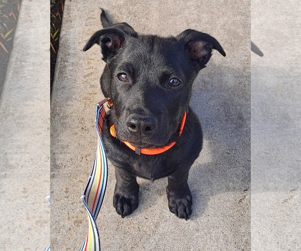 Medium Photo #3 Mutt Puppy For Sale in Corona, CA, USA