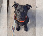 Small #2 Mutt