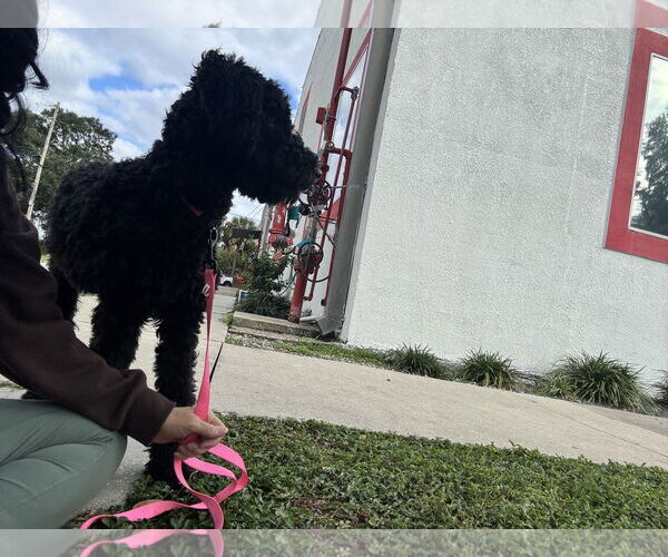 Medium Photo #5 Mutt Puppy For Sale in Sanford, FL, USA